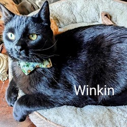 Thumbnail photo of Winkin #4
