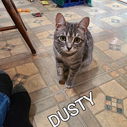 Thumbnail photo of DUSTY #4