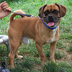 Thumbnail photo of Puggle #4