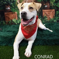 Thumbnail photo of Conrad #1