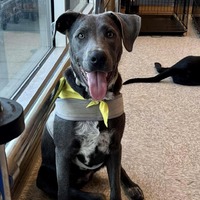 adopt a pet