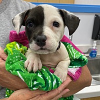 adopt a pet
