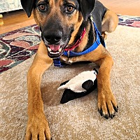 adopt a pet