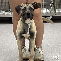 adopt a pet