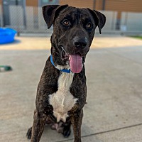 adopt a pet