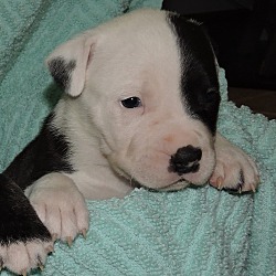 Thumbnail photo of White and Black Pup Male #3