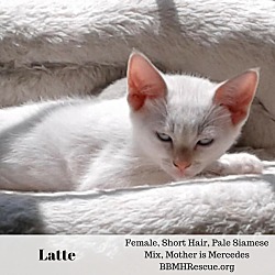 Thumbnail photo of Latte #1