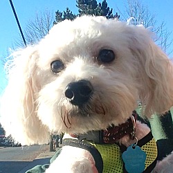 Seattle, WA - Bichon Frise. Meet "Nelson" a Pet for Adoption.