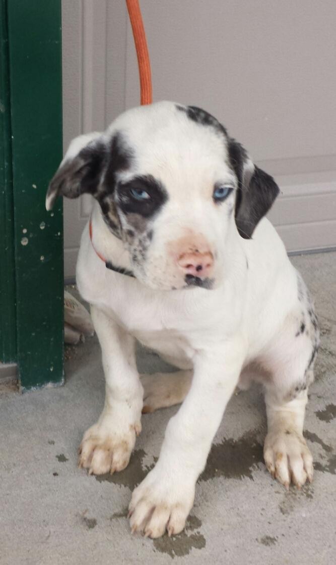 double merle catahoula