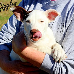 Thumbnail photo of Giggles~adopted! #4