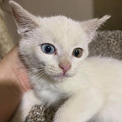 Available Pets At Shirley S Angels Animal Rescue In Winchester Virginia