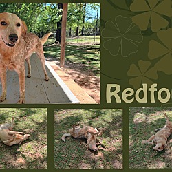 Thumbnail photo of Redford #3