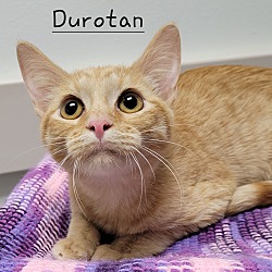 Thumbnail photo of Durotan #2