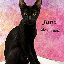 Thumbnail photo of JUNO #3