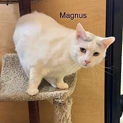 Thumbnail photo of Magnus #1