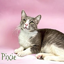 Photo of Pixie 30288