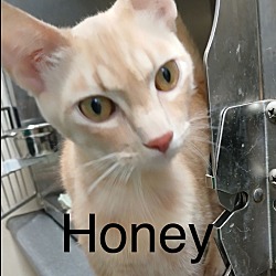 Thumbnail photo of HONEY aka Buffy #1