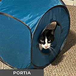 Thumbnail photo of Portia #4