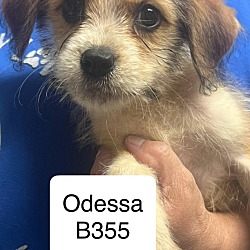 Photo of Odessa B355
