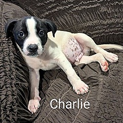 Thumbnail photo of Charlie #3