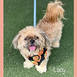 Thumbnail photo of LACY #3