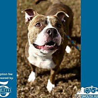 adopt a pet