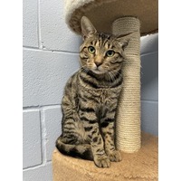 adopt-pet