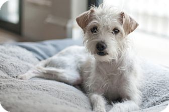 Houston Tx Chinese Crested Meet Kiki A Pet For Adoption