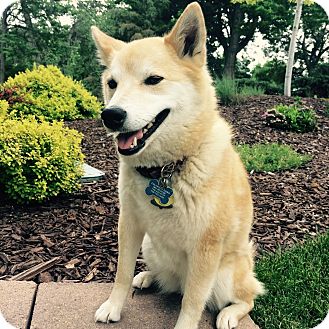 Centennial Co Shiba Inu Meet Akana A Pet For Adoption