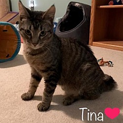Thumbnail photo of Tina #1