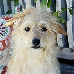 Valley Glen, Ca - Terrier (unknown Type, Small). Meet Mister Flowers A 