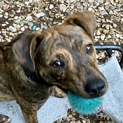 Thumbnail photo of Caramel - VERY FRIENDLY Water-lovin’ pup!! #4