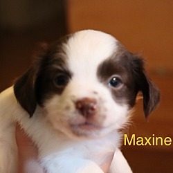 Thumbnail photo of Maxine #1