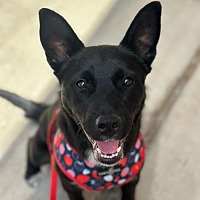 adopt a pet