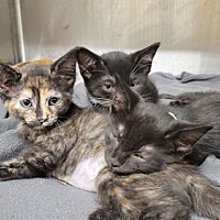 adopt a pet