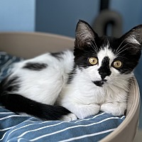 adopt a pet