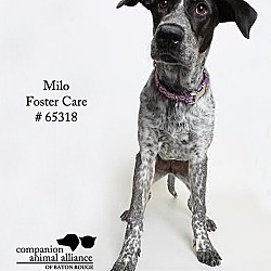 Thumbnail photo of Milo (Foster) #1