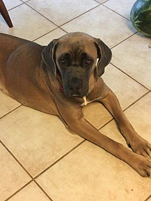 Killeen Tx Cane Corso Meet Mila A Pet For Adoption