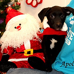 Thumbnail photo of Apollo ~ adopted! #2