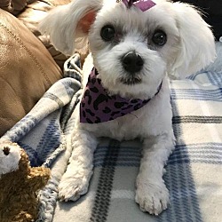 fuzzy pawz shih tzu rescue