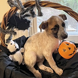 Photo of Starburst (Halloween Pups)