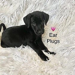 Photo of Ear Plugs