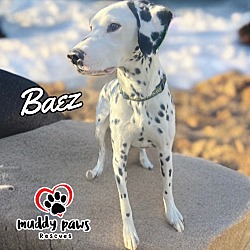 Thumbnail photo of Baez #3