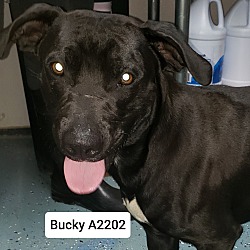 Photo of Bucky A2202