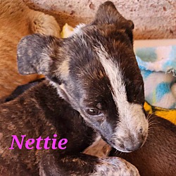 Thumbnail photo of Nettie #2