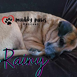 Thumbnail photo of Rainy (Courtesy Post) #4