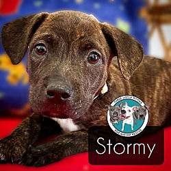 Thumbnail photo of Stormy Chai #1