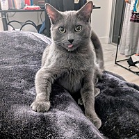 adopt a pet