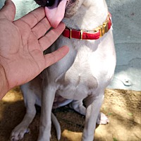 adopt a pet