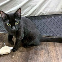 adopt-pet
